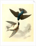Whit-bellied Swallow by John James Audubon