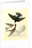 Whit-bellied Swallow by John James Audubon