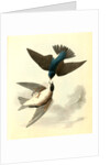 Whit-bellied Swallow by John James Audubon