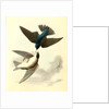 Whit-bellied Swallow by John James Audubon
