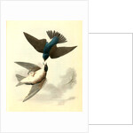 Whit-bellied Swallow by John James Audubon
