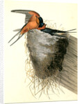Barn or Chimney Swallow by John James Audubon
