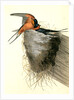 Barn or Chimney Swallow by John James Audubon