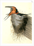 Barn or Chimney Swallow by John James Audubon