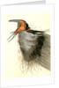Barn or Chimney Swallow by John James Audubon