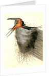 Barn or Chimney Swallow by John James Audubon