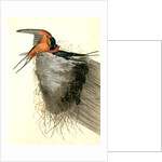 Barn or Chimney Swallow by John James Audubon