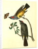 Arkansaw Flycatcher by John James Audubon