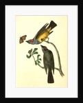Arkansaw Flycatcher by John James Audubon