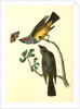 Arkansaw Flycatcher by John James Audubon