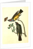Arkansaw Flycatcher by John James Audubon