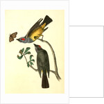Arkansaw Flycatcher by John James Audubon