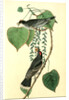 Tyrant Flycatcher or King Bird. (Cotton wood. Populus candicans) by John James Audubon