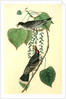 Tyrant Flycatcher or King Bird. (Cotton wood. Populus candicans) by John James Audubon