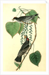 Tyrant Flycatcher or King Bird. (Cotton wood. Populus candicans) by John James Audubon