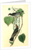 Tyrant Flycatcher or King Bird. (Cotton wood. Populus candicans) by John James Audubon
