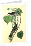 Tyrant Flycatcher or King Bird. (Cotton wood. Populus candicans) by John James Audubon