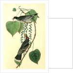 Tyrant Flycatcher or King Bird. (Cotton wood. Populus candicans) by John James Audubon