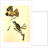 Great Crested Flycatcher., Audubon, John James, 1785-1851 by John James Audubon