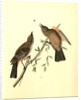 Great Crested Flycatcher by John James Audubon