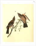 Great Crested Flycatcher by John James Audubon