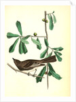 Rocky Mountain Flycatcher, male. (Swamp Oak. Quercus Aquatica.) by John James Audubon