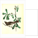Rocky Mountain Flycatcher, male. (Swamp Oak. Quercus Aquatica.) by John James Audubon