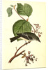 Short-legged Pewit Flycatcher. Male. (Hobble Bush. Viburnum Lantanoides) by John James Audubon