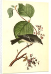 Short-legged Pewit Flycatcher. Male. (Hobble Bush. Viburnum Lantanoides) by John James Audubon