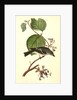 Short-legged Pewit Flycatcher. Male. (Hobble Bush. Viburnum Lantanoides) by John James Audubon