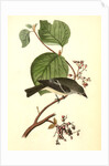 Short-legged Pewit Flycatcher. Male. (Hobble Bush. Viburnum Lantanoides) by John James Audubon