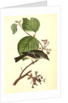 Short-legged Pewit Flycatcher. Male. (Hobble Bush. Viburnum Lantanoides) by John James Audubon