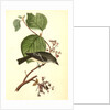 Short-legged Pewit Flycatcher. Male. (Hobble Bush. Viburnum Lantanoides) by John James Audubon