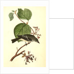 Short-legged Pewit Flycatcher. Male. (Hobble Bush. Viburnum Lantanoides) by John James Audubon