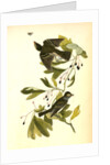 Small Green-crested Flycatcher by John James Audubon