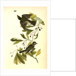 Small Green-crested Flycatcher by John James Audubon