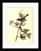 Pewee Flycatcher by John James Audubon