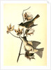 Pewee Flycatcher by John James Audubon