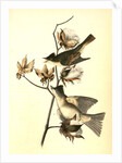 Pewee Flycatcher by John James Audubon