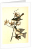 Pewee Flycatcher by John James Audubon