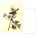 Pewee Flycatcher by John James Audubon