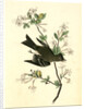 Wood Pewee Flycatcher. Male. (Swamp Honeysuckle. Azalea Viscosa) by John James Audubon