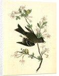 Wood Pewee Flycatcher. Male. (Swamp Honeysuckle. Azalea Viscosa) by John James Audubon