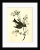 Wood Pewee Flycatcher. Male. (Swamp Honeysuckle. Azalea Viscosa) by John James Audubon