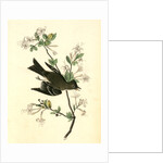 Wood Pewee Flycatcher. Male. (Swamp Honeysuckle. Azalea Viscosa) by John James Audubon