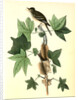 Traill's Flycatcher. Male. (Sweet Gum. Liquidambar Styraciflua.) by John James Audubon