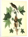Traill's Flycatcher. Male. (Sweet Gum. Liquidambar Styraciflua.) by John James Audubon