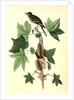 Traill's Flycatcher. Male. (Sweet Gum. Liquidambar Styraciflua.) by John James Audubon