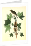 Traill's Flycatcher. Male. (Sweet Gum. Liquidambar Styraciflua.) by John James Audubon