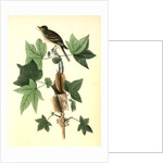 Traill's Flycatcher. Male. (Sweet Gum. Liquidambar Styraciflua.) by John James Audubon